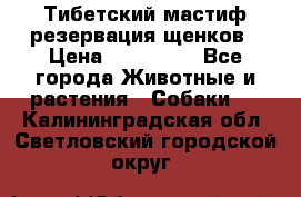 Тибетский мастиф резервация щенков › Цена ­ 100 000 - Все города Животные и растения » Собаки   . Калининградская обл.,Светловский городской округ 